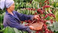 Export coffee price at 3-year high