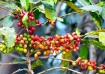 The current state of the global coffee trade