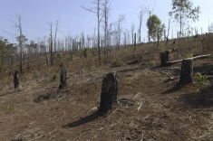 Our Coffee Addiction Could Destroy Earth&rsquo;s Tropical Forests