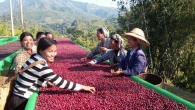 After Record-Breaking Competition, Myanmar Coffees Coming to Atlanta