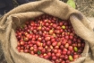 Coffee prices reached new highs in August 2021