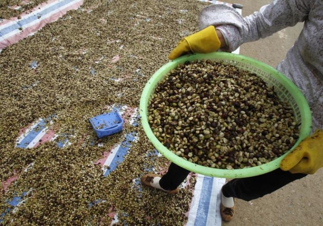 Vietnam&#039;s 2018/2019 coffee output to fall sharply: industry body